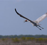 Gayngaru Wetlands Interpretive Walk - Accommodation QLD