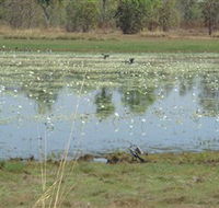 Leaning Tree Lagoon Nature Park - Accommodation QLD