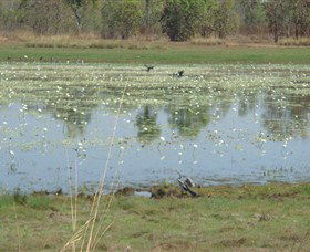 Leaning Tree Lagoon Nature Park - Accommodation QLD 0