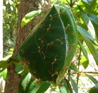 Greenant Creek Walk - Accommodation QLD