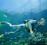 Kirra Reef Dive Site - Accommodation QLD