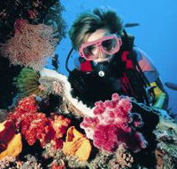 Cook Island Dive Site - Accommodation QLD