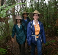 Mount Cougal Springbrook National Park - Accommodation QLD