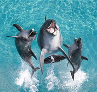 Sea World - Accommodation QLD