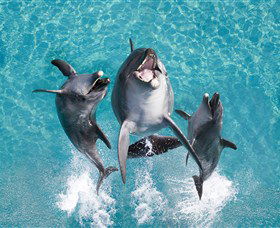 Sea World - Accommodation QLD 0