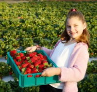 Strawberry Fields - Accommodation QLD