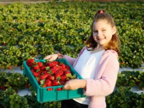 Strawberry Fields - Accommodation QLD 0