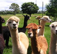 Banyandah Alpacas - Accommodation QLD