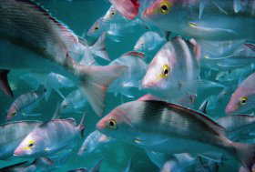 Wolf Rock Dive Site - Accommodation QLD 0