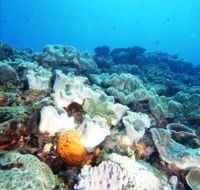 Mudjimba Old Woman Island Dive Site - Accommodation QLD