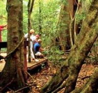 Mary Cairncross Scenic Reserve - Accommodation QLD