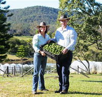Hinterland Feijoas - Accommodation QLD