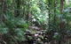 Mossman Gorge Rainforest Circuit Track, Daintree National Park - thumb 0