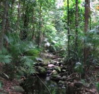 Mossman Gorge Rainforest Circuit Track Daintree National Park - Accommodation QLD