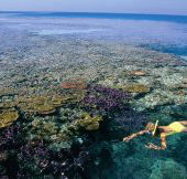 Split Bommie Dive Site - Accommodation QLD