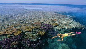 Split Bommie Dive Site - Accommodation QLD 0