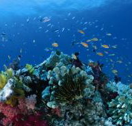 Steve's Bommie Dive Site