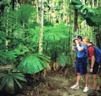 Mount Sorrow Ridge Trail Daintree National Park - Accommodation QLD