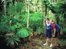 Mount Sorrow Ridge Trail, Daintree National Park - Accommodation QLD 0