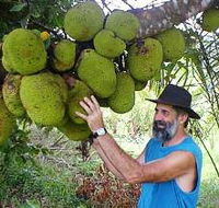 Cape Trib Exotic Fruit Farm - Accommodation QLD