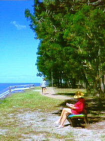 Melaleuca Track - Accommodation QLD 0