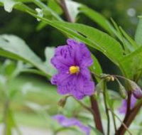 Alpha Native Flower Garden - Accommodation QLD