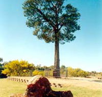 Robbers Tree - Accommodation QLD