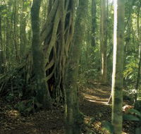 Mount Bithongabel - Accommodation QLD