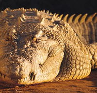 Koorana Crocodile Farm - Accommodation QLD