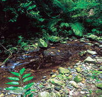 Wompoo Walk - Accommodation QLD