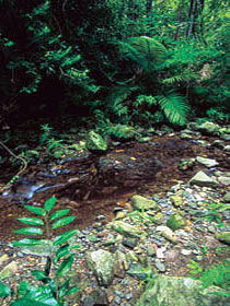 Wompoo Walk - Accommodation QLD 0