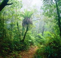 Lamington National Park Green Mountains Section - Accommodation QLD