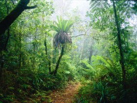 Lamington National Park, Green Mountains Section - Accommodation QLD 0