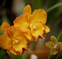 Queens Park - Orchid House - Accommodation QLD