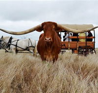 Texas Longhorn Wagon Tours and Safaris - Accommodation QLD