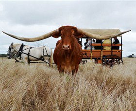 Texas Longhorn Wagon Tours And Safaris - Accommodation QLD 0