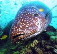 Lady Musgrave Island Dive Sites - Accommodation QLD