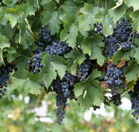 South Burnett Wine Trail - Accommodation QLD