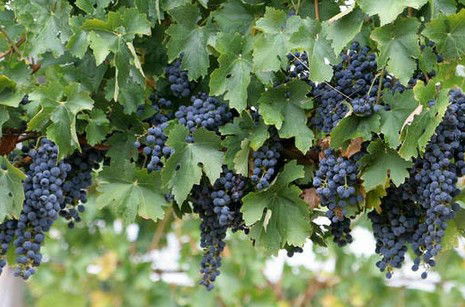 South Burnett Wine Trail - Accommodation QLD 0