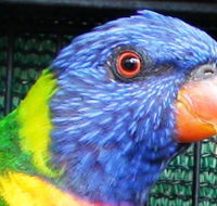Fraser Coast Wildlife Sanctuary - Accommodation QLD