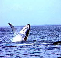 Whale Watching - Accommodation QLD