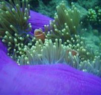 The Lady Bowen Dive Site - Accommodation QLD