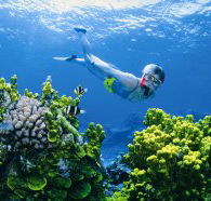 Wheeler Reef Dive Site - Accommodation QLD