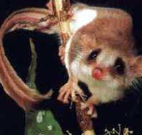 Carrowong Fauna Sanctuary - Accommodation QLD