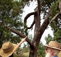 Charleville - Outback Native Timber Walk - Accommodation QLD