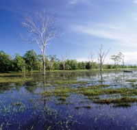 Tyto Wetlands - Accommodation QLD