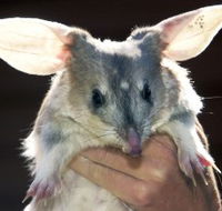 Charleville - Bilby Experience - Accommodation QLD