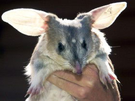 Charleville - Bilby Experience - Accommodation QLD 0