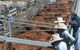 Dalrymple Sales Yards - Cattle Sales - thumb 0