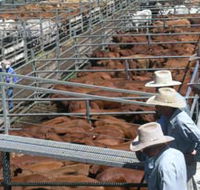 Dalrymple Sales Yards - Cattle Sales - Accommodation QLD